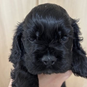 アメリカンコッカースパニエル【宮崎県・女の子・2025年10月3日・ブラック】の写真「元気いっぱいの可愛いGILR🩷」
