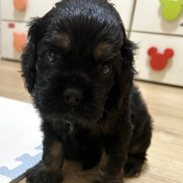 アメリカンコッカースパニエル【宮崎県・男の子・2025年10月3日・ブラック⭐︎タン】の写真「くっきりブラックタンのイケメンBOY」