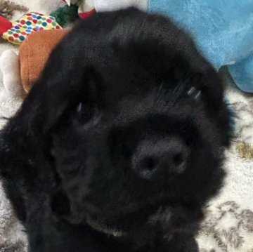 アメリカンコッカースパニエル【宮崎県・男の子・2025年10月3日・ブラック】の写真「真っ黒なおとなしめなBOY」