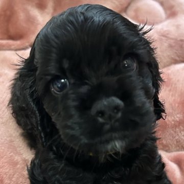 アメリカンコッカースパニエル【宮崎県・男の子・2025年10月3日・ブラック】の写真「すくすく成長中。兄弟1番の甘えん坊くん」