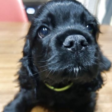 アメリカンコッカースパニエル【宮崎県・男の子・2025年10月3日・ブラック】の写真「すくすく成長中。兄弟で1番大きな次男くん。」