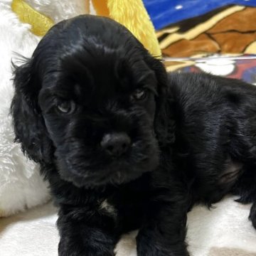 アメリカンコッカースパニエル【宮崎県・男の子・2025年10月3日・ブラック】の写真「元気いっぱいなイケメンBOY」