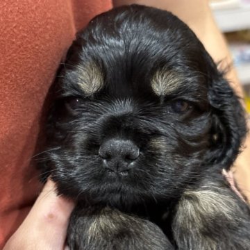 アメリカンコッカースパニエル【宮崎県・男の子・2025年10月3日・ブラック⭐︎タン】の写真「なかなかやんちゃな可愛系BOY」