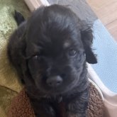 アメリカンコッカースパニエル