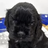 アメリカンコッカースパニエル