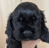 アメリカンコッカースパニエル