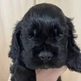 アメリカンコッカースパニエル