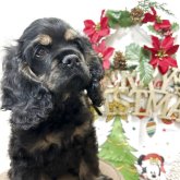 アメリカンコッカースパニエル