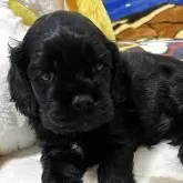 アメリカンコッカースパニエル