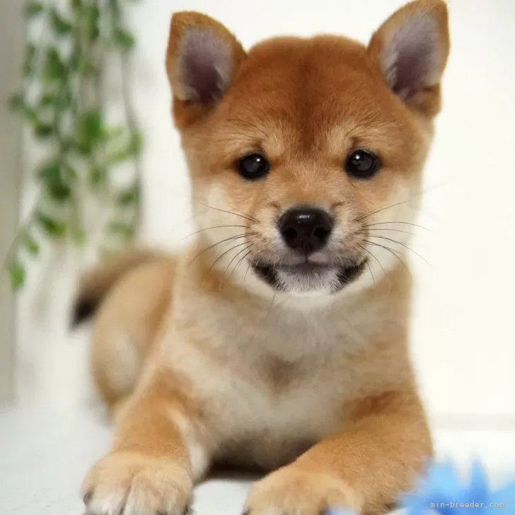 GAO 様のお迎えした子犬