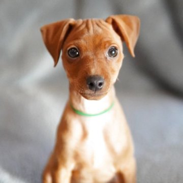 ミニチュアピンシャー【神奈川県・男の子・2025年10月3日・レッド】の写真「小柄なゴキゲン君♥️ミニピンカレンダーモデル」