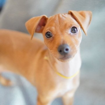 ミニチュアピンシャー【神奈川県・男の子・2025年10月3日・レッド】の写真「コロコロ元気な子♥️ミニピンカレンダーモデル」