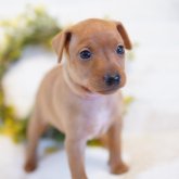 ミニチュアピンシャー