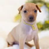 ミニチュアピンシャー【神奈川県・男の子・2025年10月3日・レッド】の写真1「キリッとハンサム君💛」