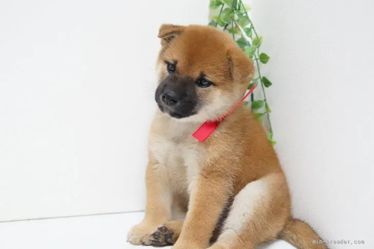 ID：2110-02255の子犬