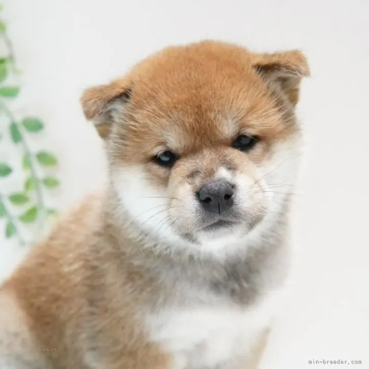 ID：2312-00597の子犬