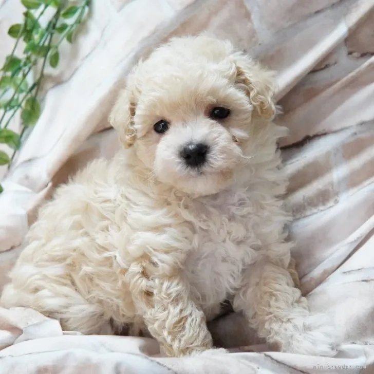 ID:2212-05114の子犬