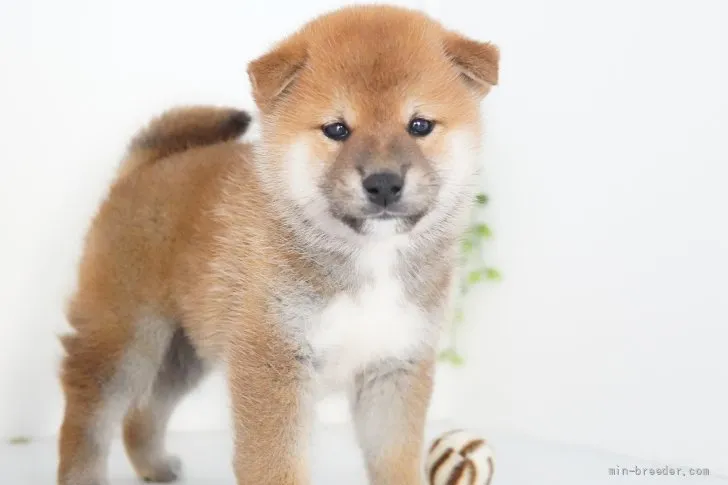 ID：2109-03867の子犬