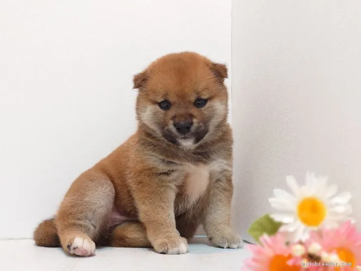 K 様のお迎えした子犬