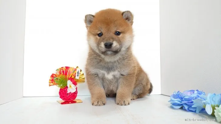 ID:1912-01456の子犬