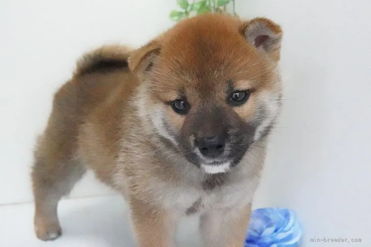 ID：2109-03796の子犬