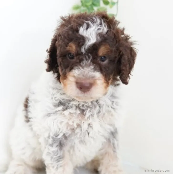 ID:2306-05866の子犬