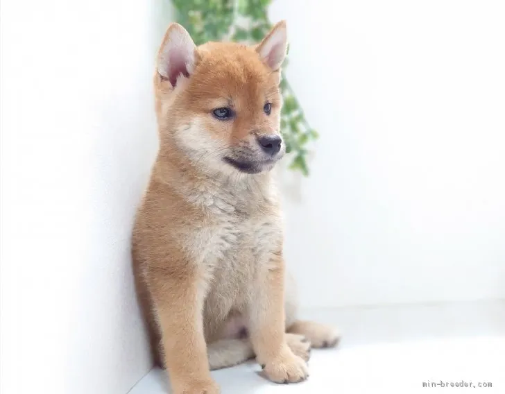 ID:2007-01097の子犬