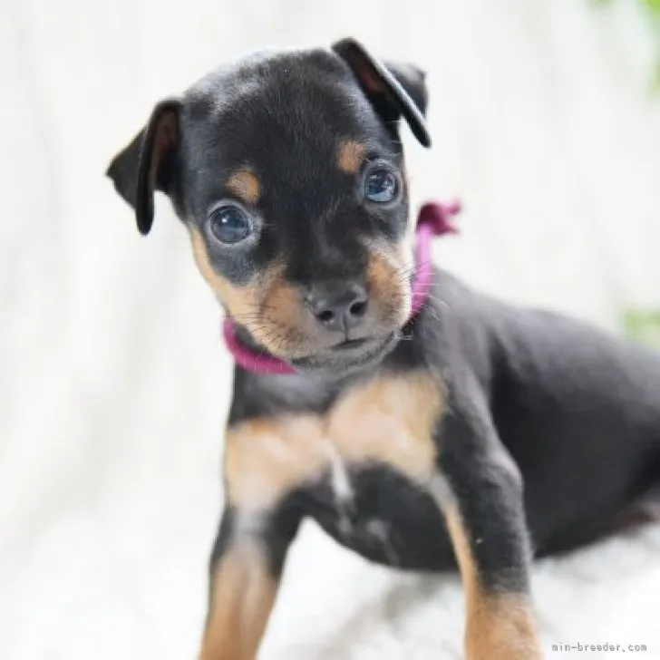 ID：2308-03253の子犬