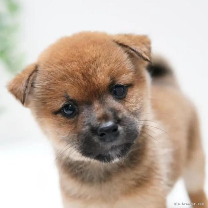 ID：2208-01686の子犬