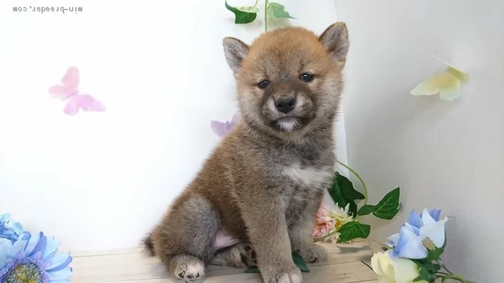 ID:1906-00707の子犬