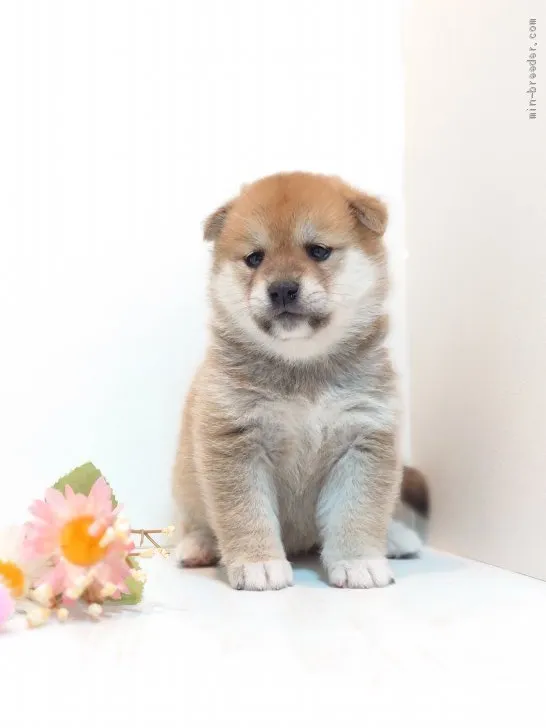 ID:2005-01205の子犬