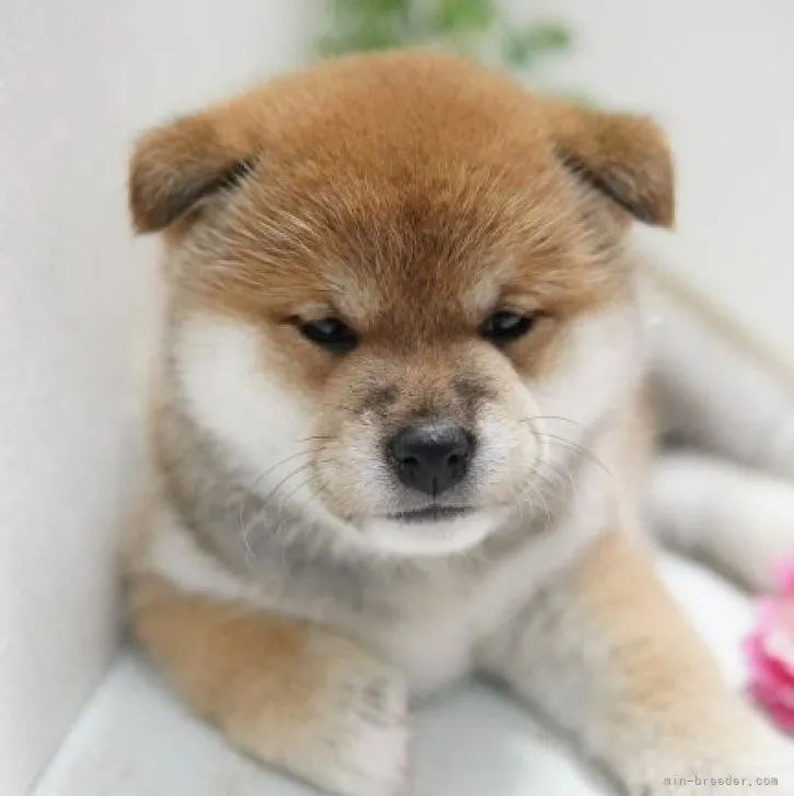 しんじ 様のお迎えした子犬