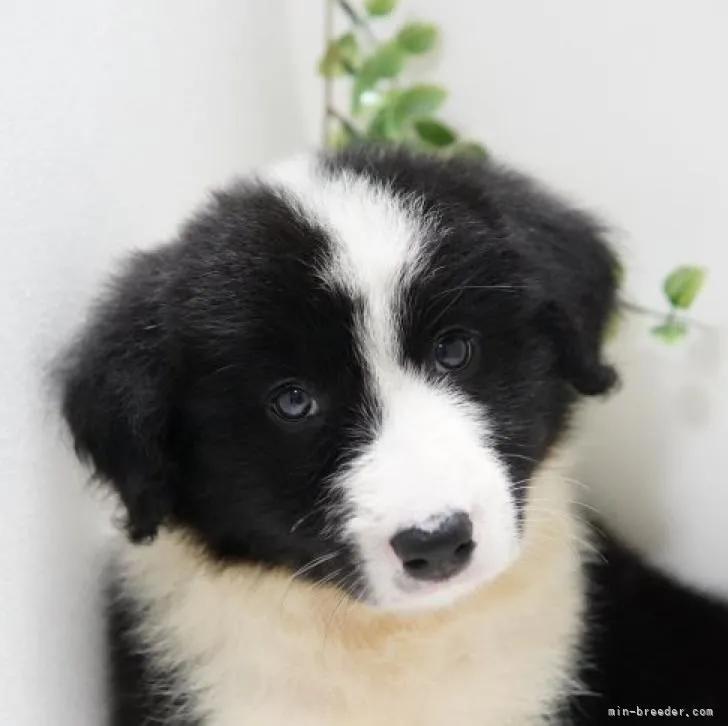 ID：2206-04220の子犬