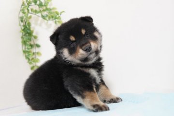 柴犬(標準サイズ)【神奈川県・男の子・2020年12月30日・黒】の写真「小さめ穏やかな優しい子です」