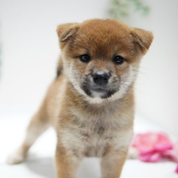 柴犬(標準サイズ)【神奈川県・女の子・2024年7月20日・赤】の写真「小ぶりで可憐💛」