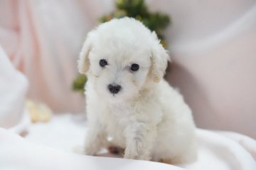 トイプードル(トイ)【神奈川県・男の子・2021年10月23日・ホワイト】の写真「お正月一緒に過ごしませんか？」