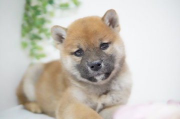 柴犬(標準サイズ)【神奈川県・女の子・2021年2月20日・赤】の写真「ものすごく美人！ショータイプ」