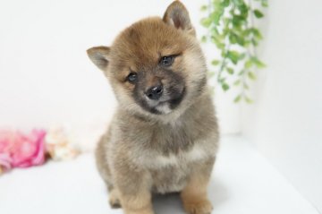 柴犬(標準サイズ)【神奈川県・女の子・2021年10月26日・赤・胡麻】の写真「むっくむく💛」