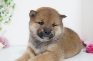柴犬(標準サイズ)【神奈川県・女の子・2021年5月5日・赤】の写真「元気いっぱい甘えんぼちゃん」