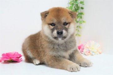 柴犬(標準サイズ)【神奈川県・女の子・2021年10月26日・赤】の写真「むっくむく💛」