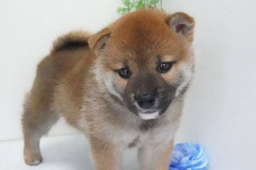 柴犬(標準サイズ)【神奈川県・男の子・2021年8月16日・赤】の写真「穏やかな子」