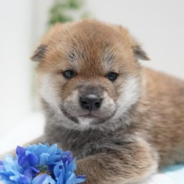 柴犬(標準サイズ)【神奈川県・男の子・2023年11月17日・赤】の写真「優しいお顔のハンサム君」