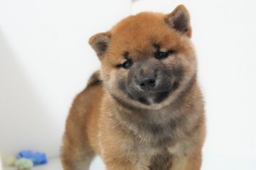 柴犬(標準サイズ)【神奈川県・男の子・2021年3月1日・赤】の写真「骨格抜群！甘えん坊君」