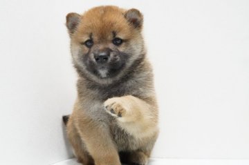柴犬(標準サイズ)【神奈川県・男の子・2021年3月1日・赤】の写真「かわいい💛甘えん坊」