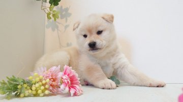 柴犬(標準サイズ)【神奈川県・女の子・2019年11月30日・白】の写真「とっても社交的で明るい子🎵」