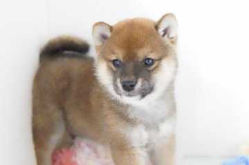 柴犬(標準サイズ)【神奈川県・女の子・2021年11月20日・赤】の写真「愛らしいお顔」