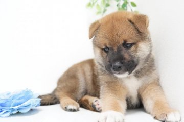 柴犬(標準サイズ)【神奈川県・男の子・2021年8月6日・赤】の写真「骨格しっかり元気な子」