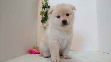 柴犬(標準サイズ)【神奈川県・女の子・2019年11月30日・白】の写真「とっても社交的で明るい子♥️」