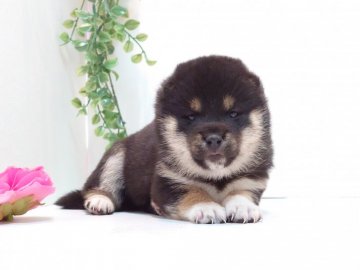 柴犬(標準サイズ)【神奈川県・女の子・2020年4月12日・黒】の写真「良血統！とっても落ち着いてる子です」