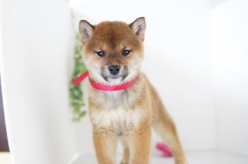 柴犬(標準サイズ)【神奈川県・女の子・2020年11月16日・赤】の写真「整ったお顔の子です」